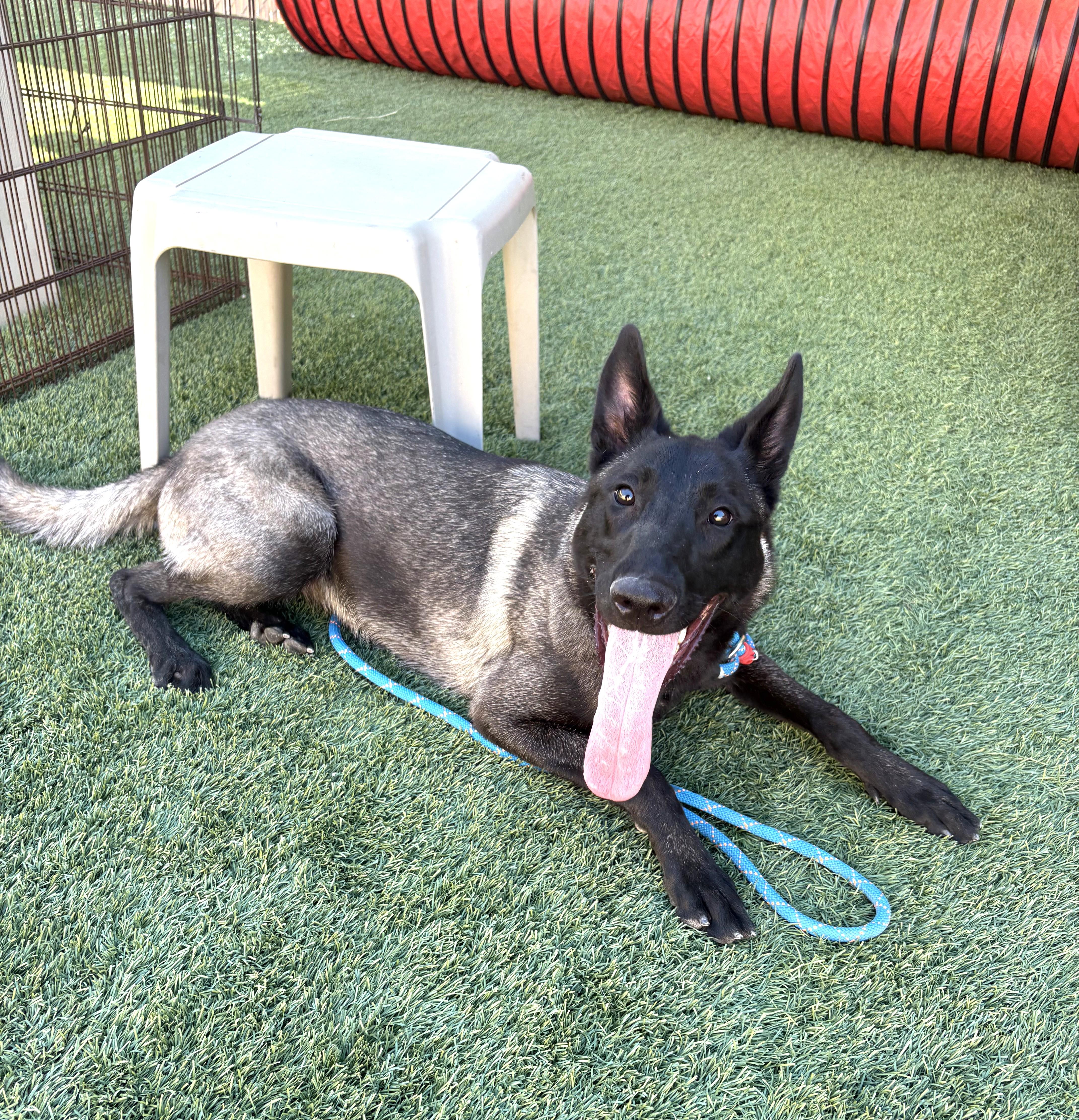 Selena, adopted, Young Female German Shepherd Dog & Belgian Shepherd / Malinois.