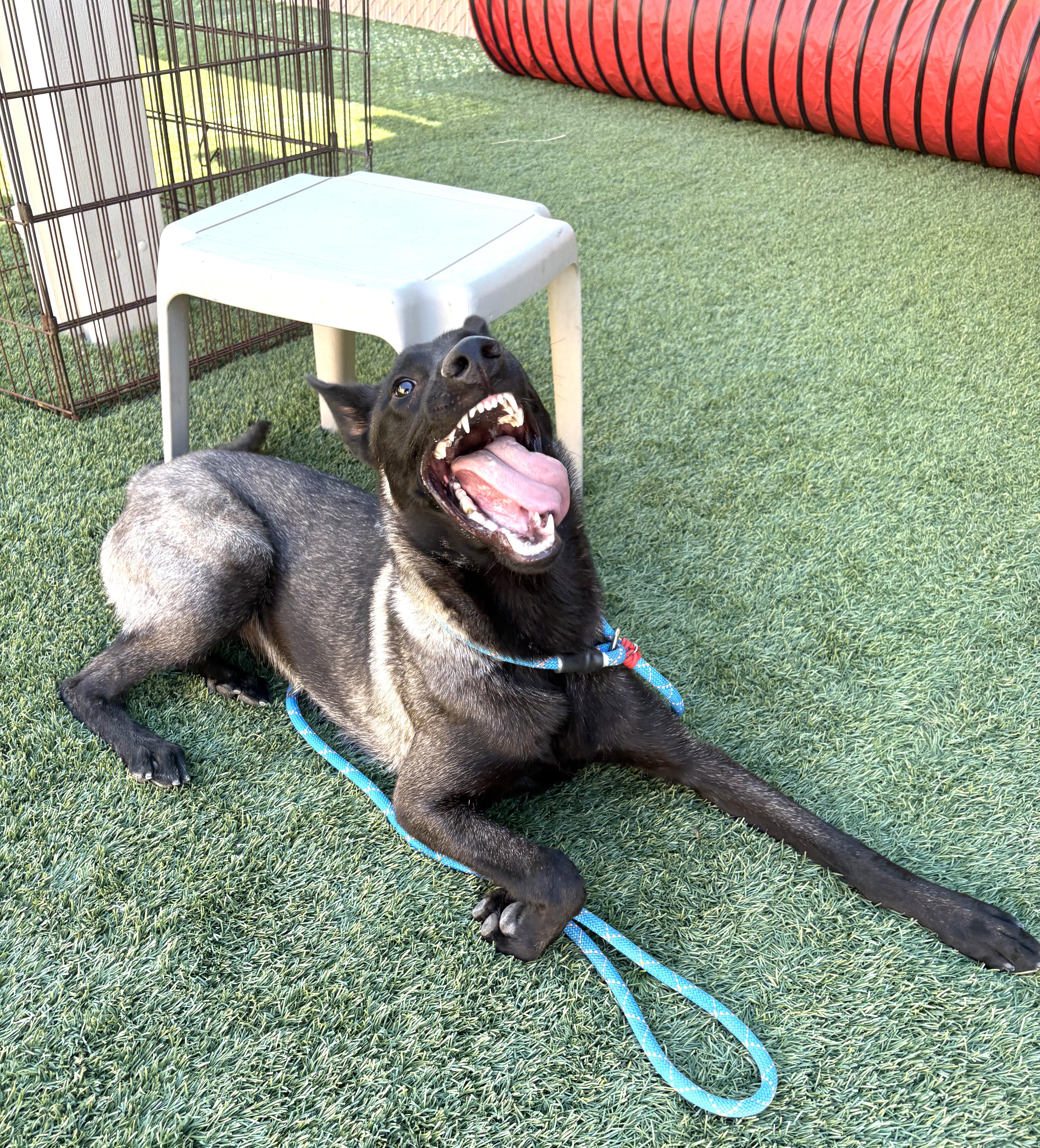 Enlarge Selena, an adopted mixed breed in Mesquite, NV image 3/3