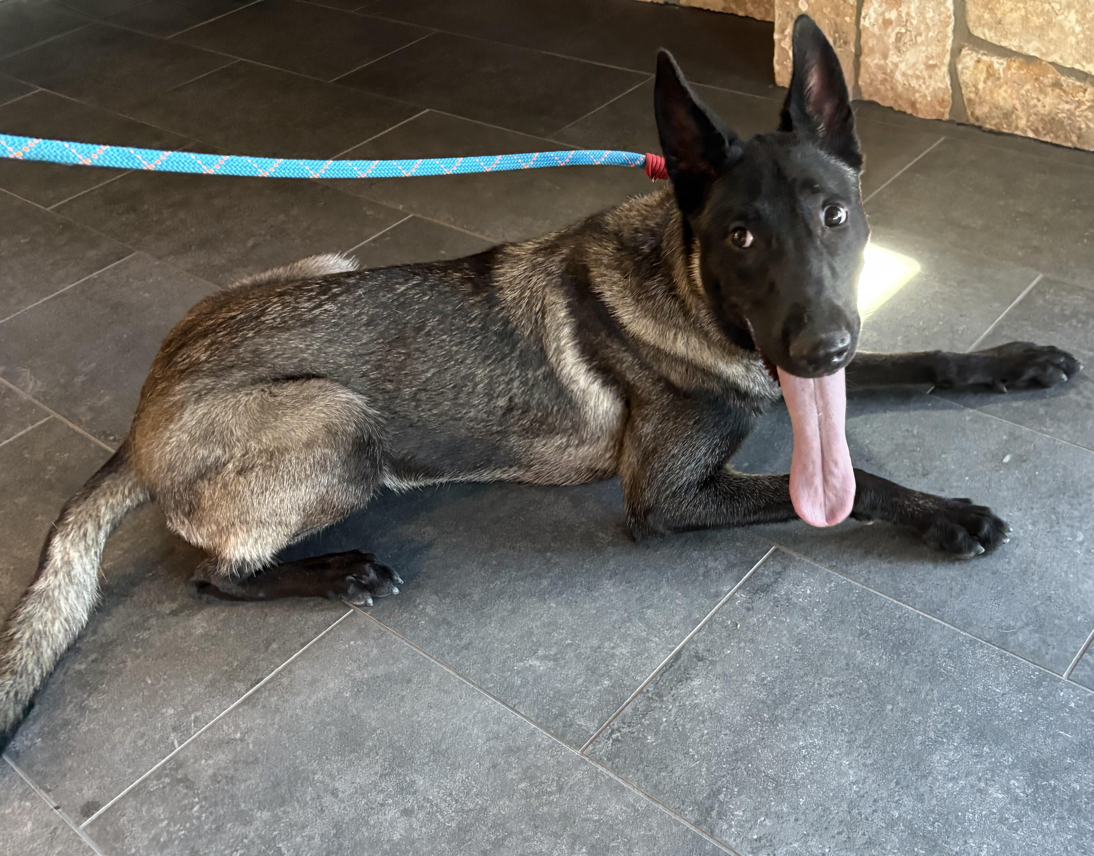 Enlarge Selena, an adopted mixed breed in Mesquite, NV image 2/3