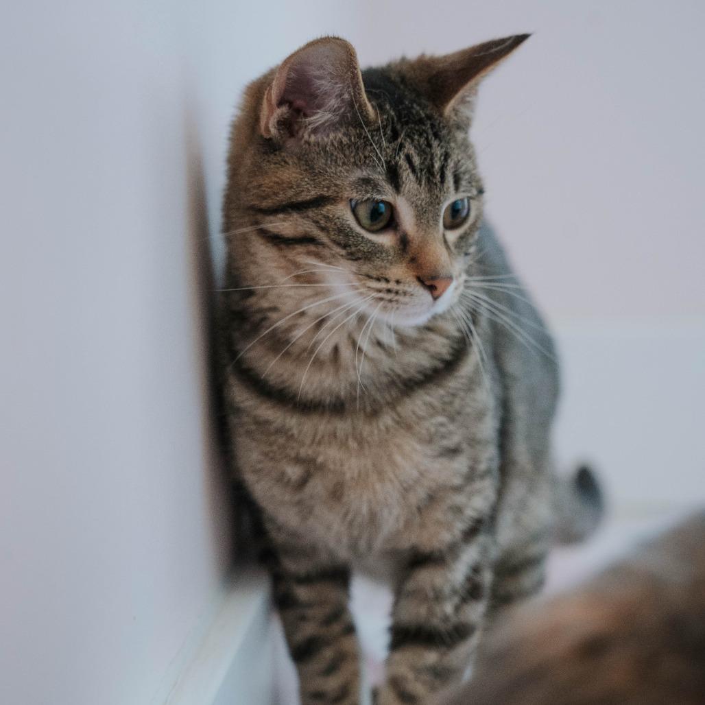 Bart, a Adoptable Domestic Short Hair in Forest Park, IL image 1/6