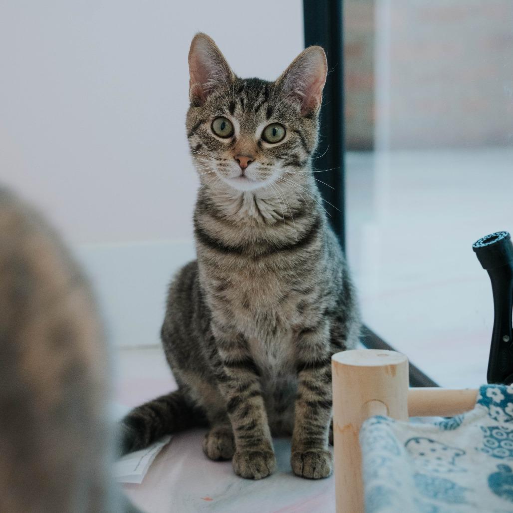 Bart, a Adoptable Domestic Short Hair in Forest Park, IL image 2/6