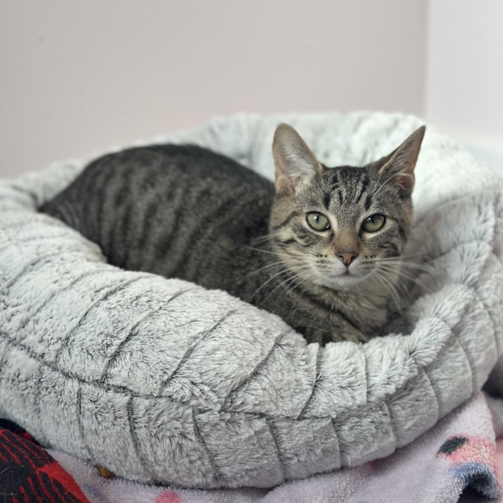 Bart, a Adoptable Domestic Short Hair in Forest Park, IL image 3/6