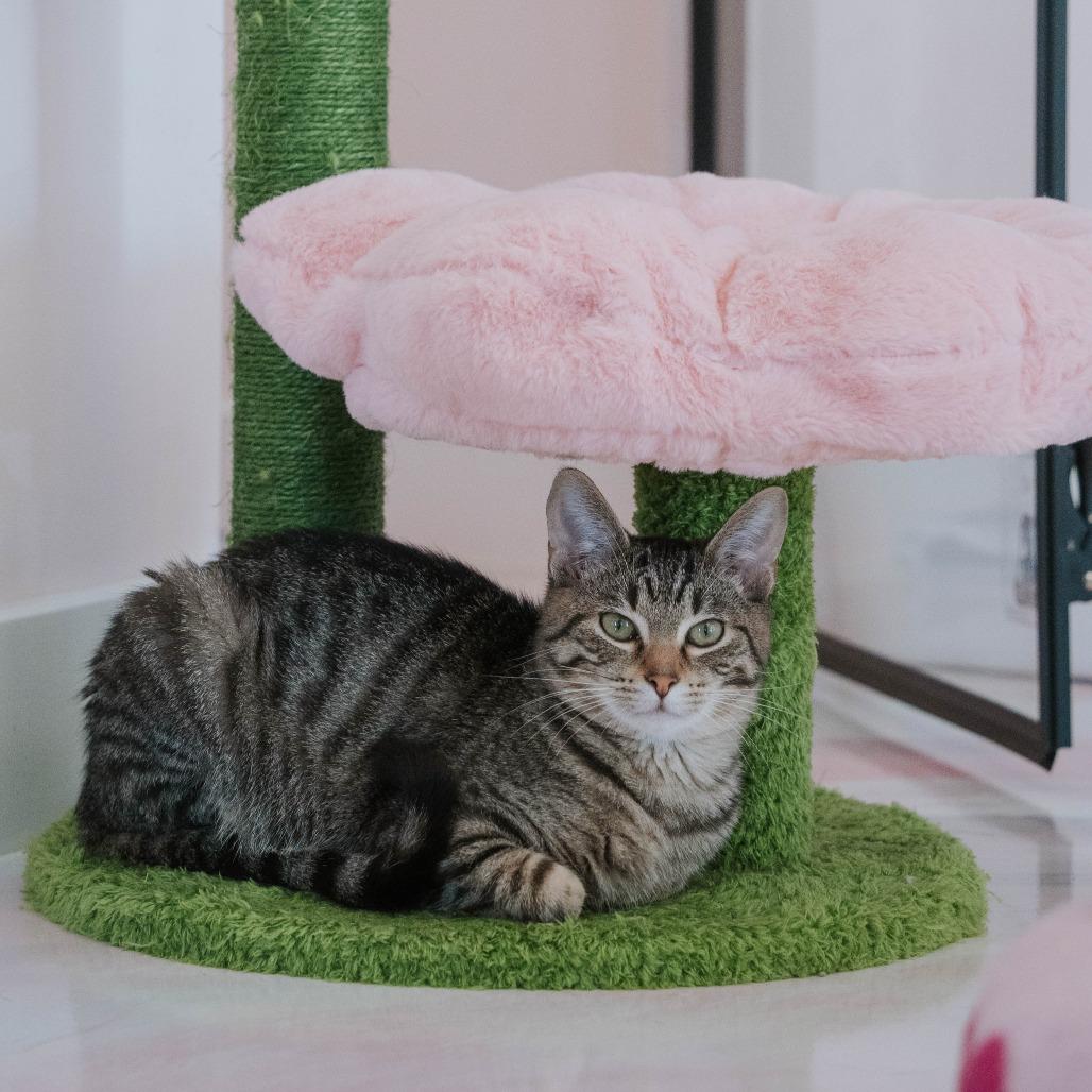 Bart, a Adoptable Domestic Short Hair in Forest Park, IL image 4/6
