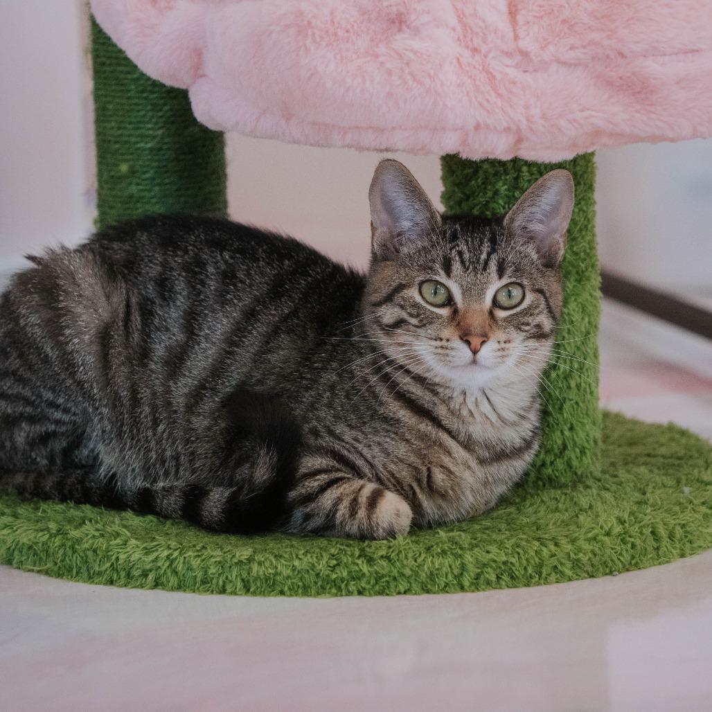 Bart, a Adoptable Domestic Short Hair in Forest Park, IL image 5/6