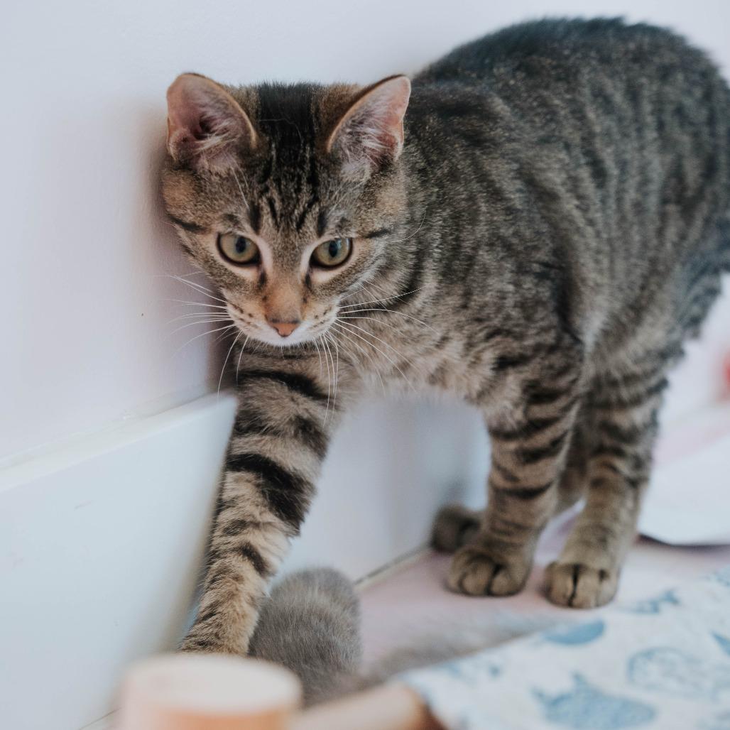 Bart, a Adoptable Domestic Short Hair in Forest Park, IL image 6/6