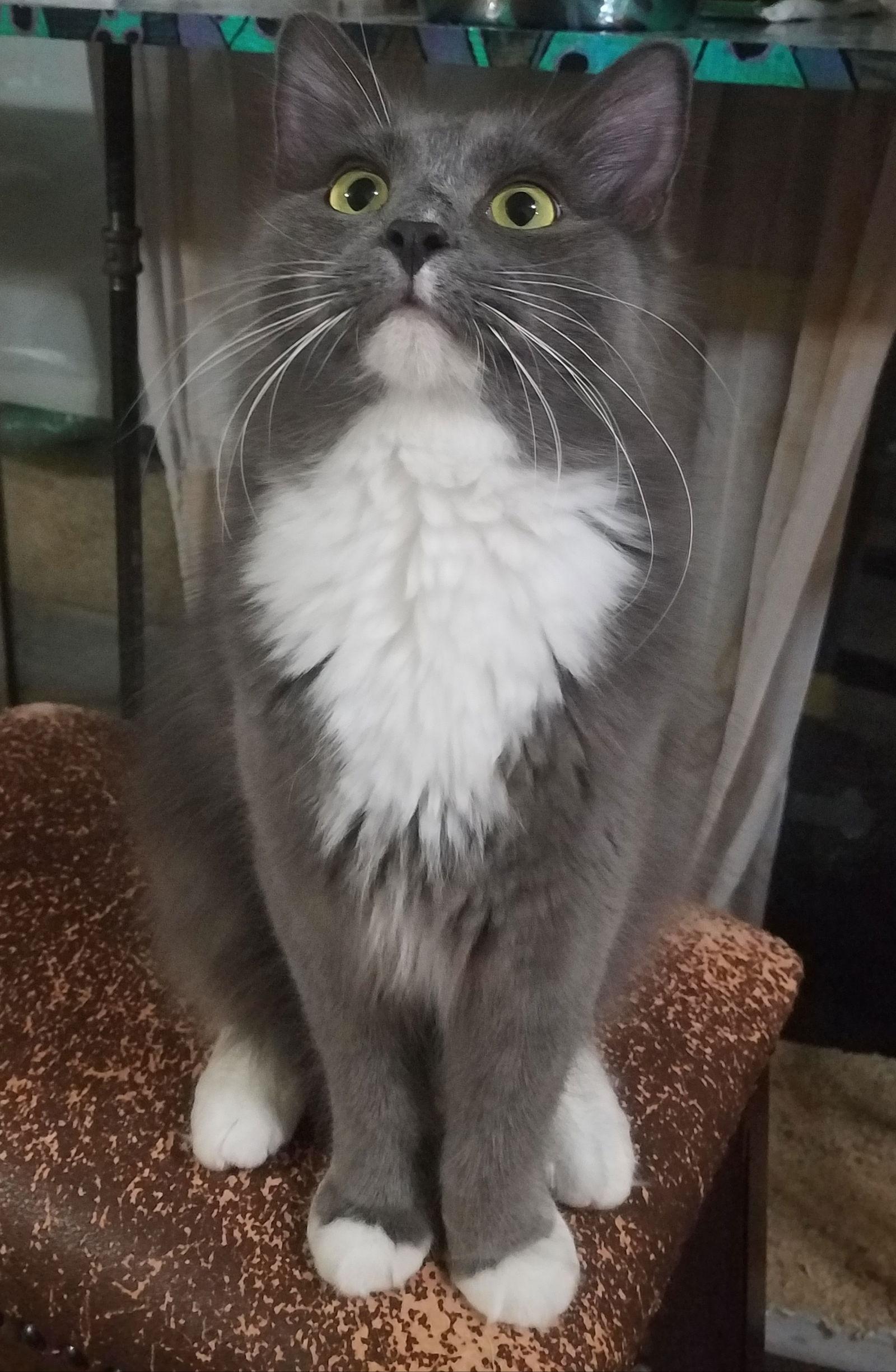Enlarge Sebastian, a Adoptable Domestic Medium Hair in Plano, TX image 1/3