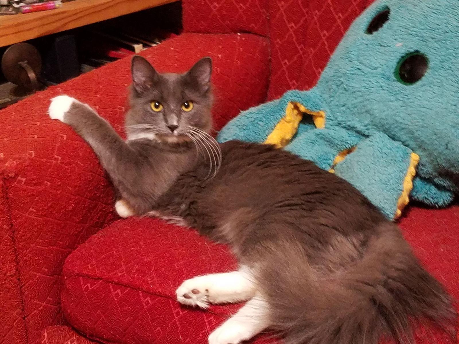 Enlarge Sebastian, a Adoptable Domestic Medium Hair in Plano, TX image 3/3