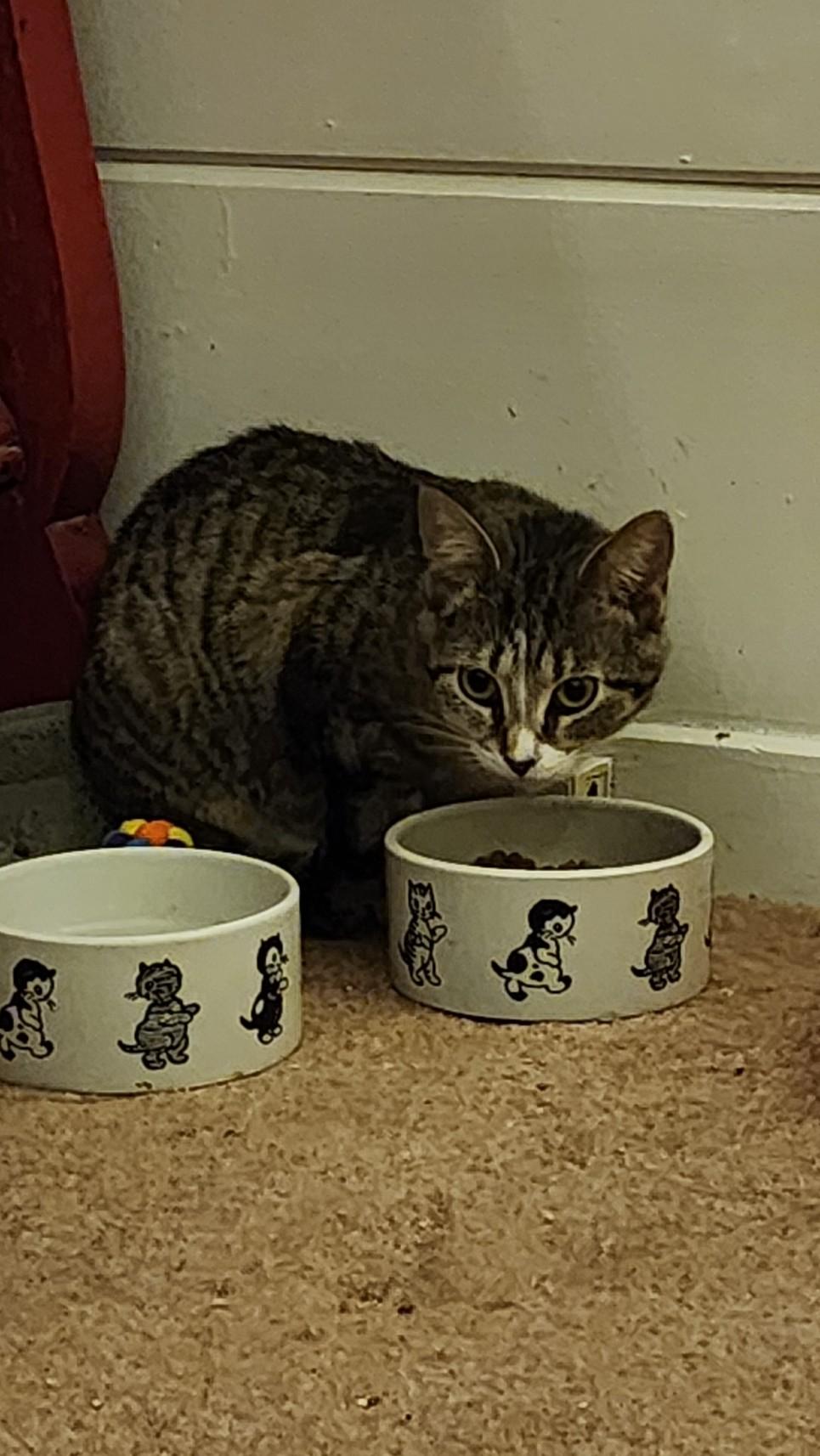 Enlarge Turtle, a ADOPTABLE Domestic Short Hair in Greenwood, IN image 1/1