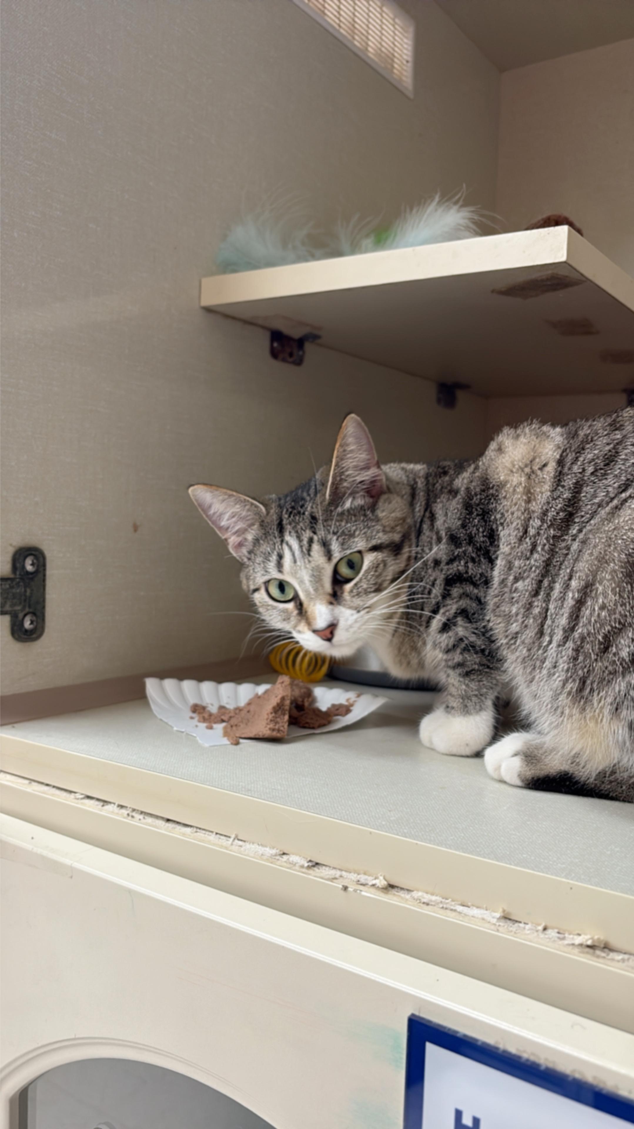 Enlarge Turtle, a ADOPTABLE Domestic Short Hair in Indianapolis, IN image 5/6