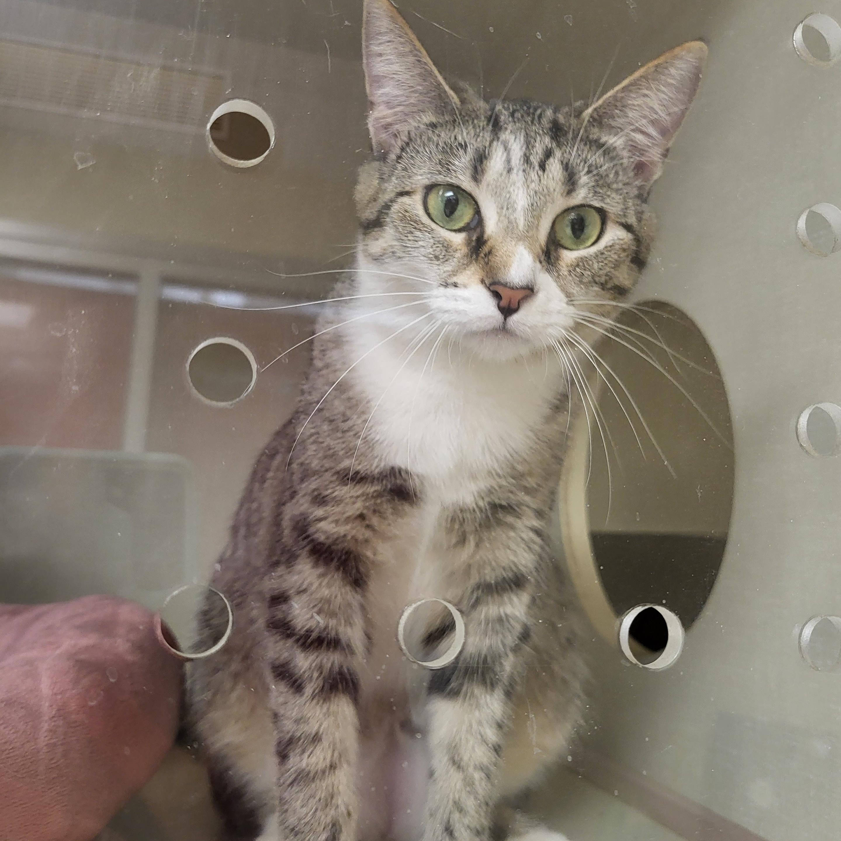 Enlarge Turtle, a ADOPTABLE Domestic Short Hair in Indianapolis, IN image 2/6