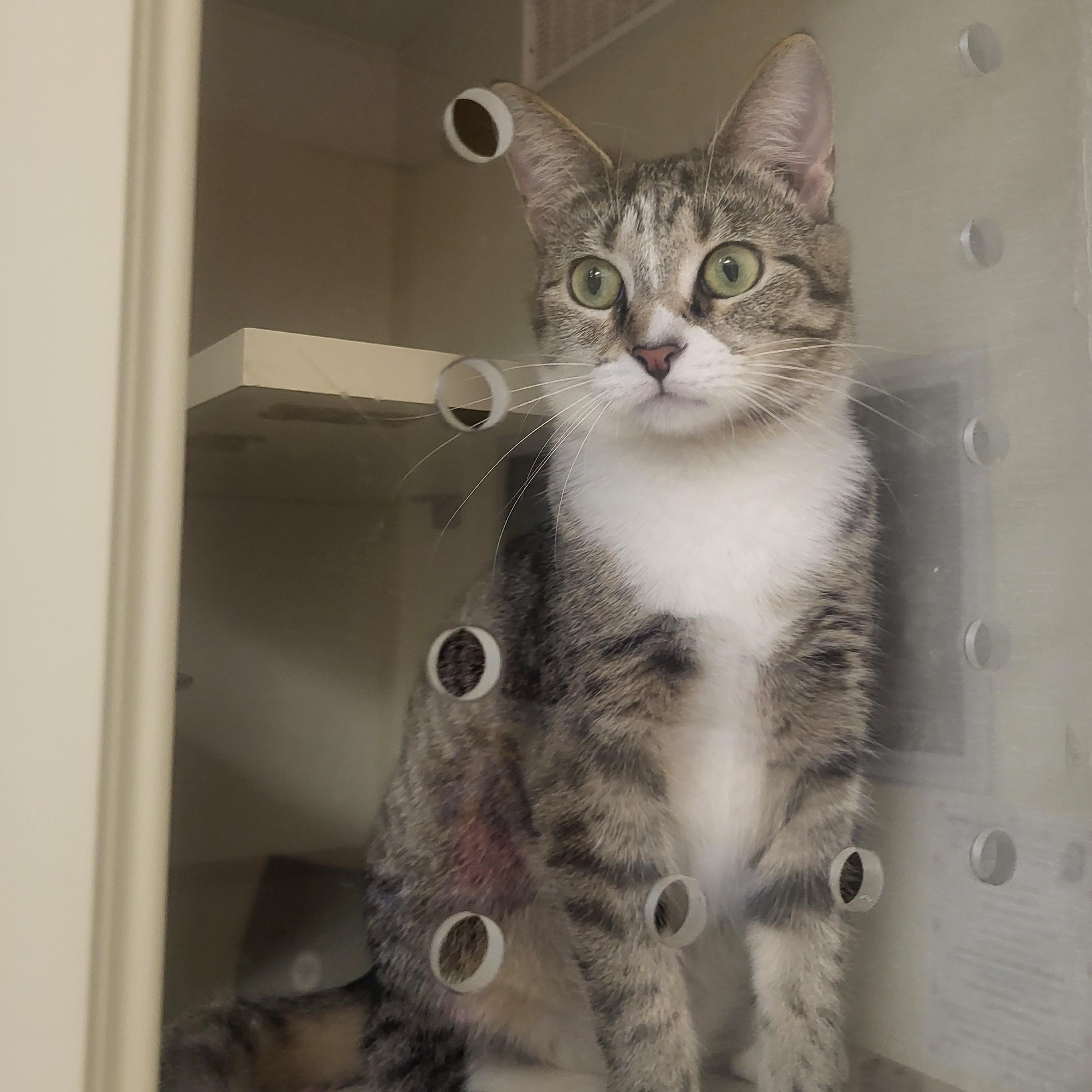 Enlarge Turtle, a ADOPTABLE Domestic Short Hair in Indianapolis, IN image 1/6
