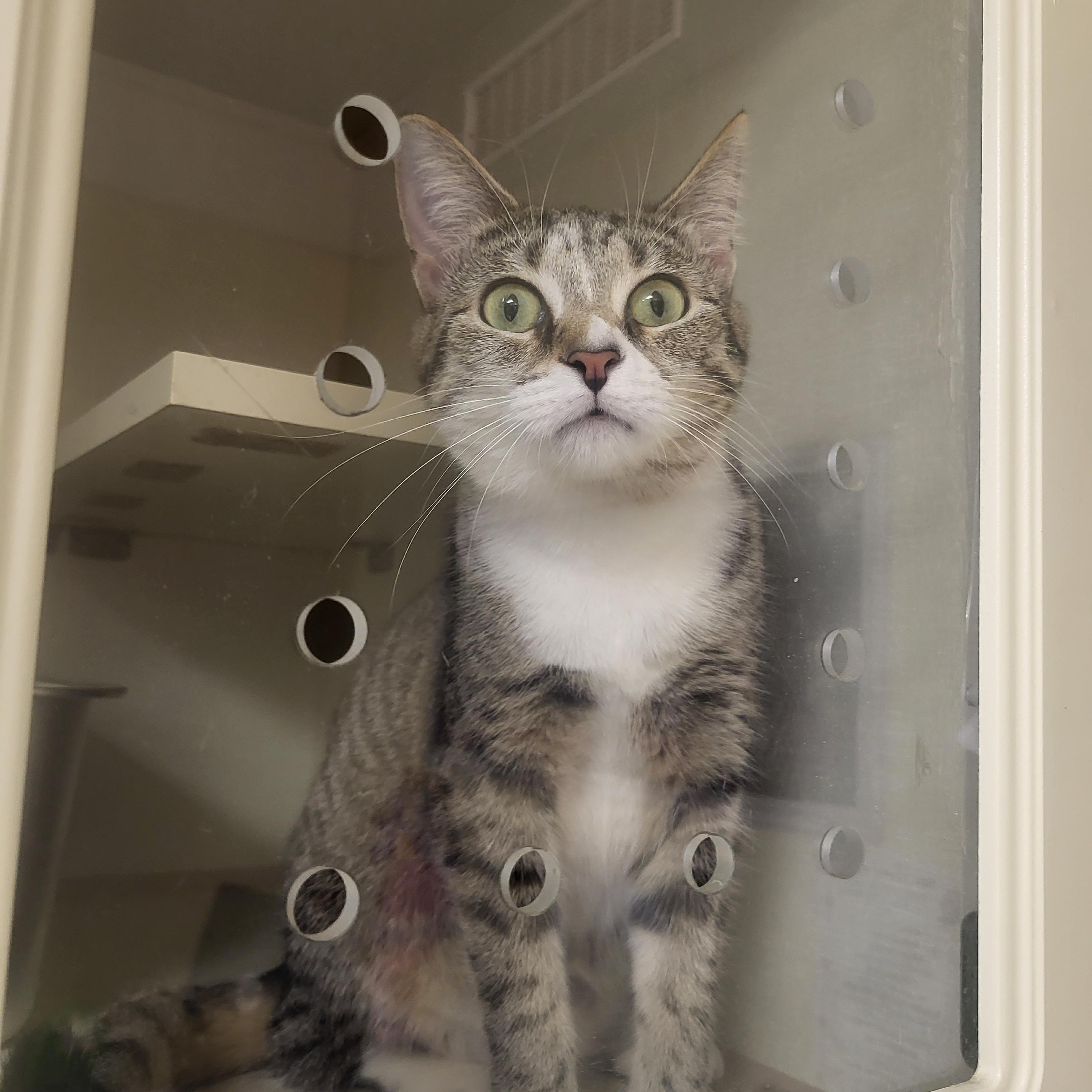 Enlarge Turtle, a ADOPTABLE Domestic Short Hair in Indianapolis, IN image 4/6