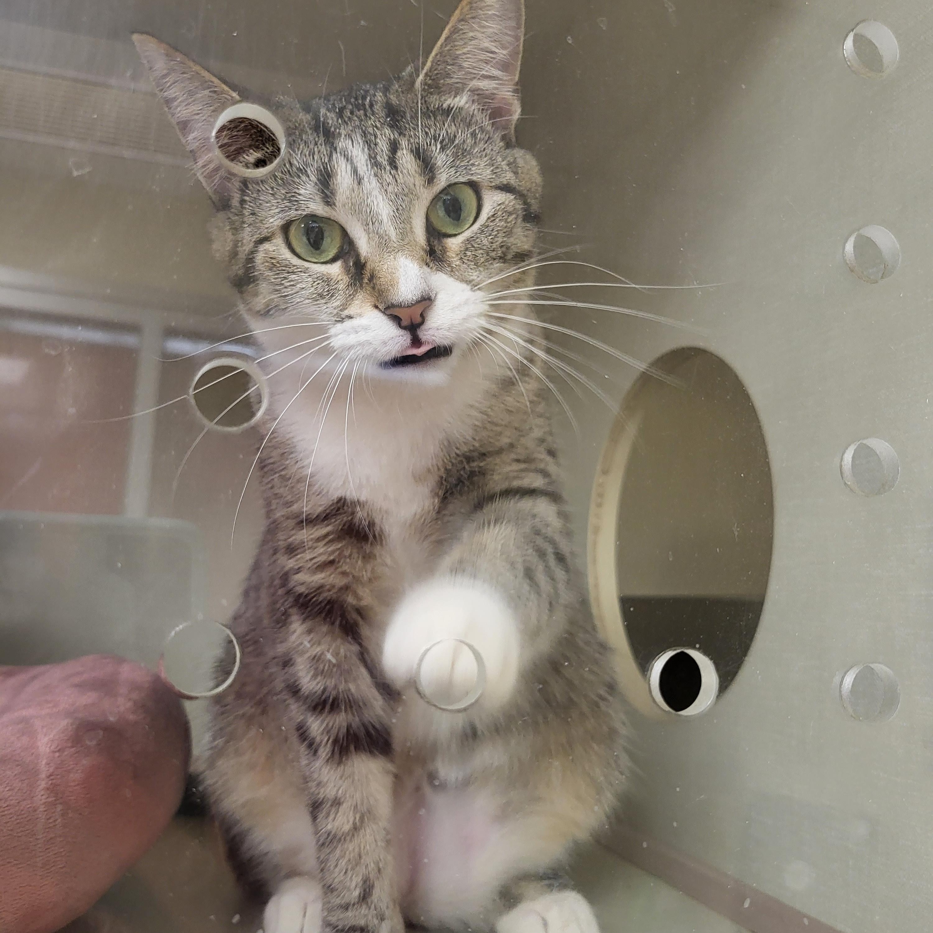 Enlarge Turtle, a ADOPTABLE Domestic Short Hair in Indianapolis, IN image 3/6