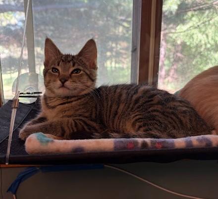 Enlarge Finch, a Adoptable Domestic Short Hair in Andover, MN image 4/6