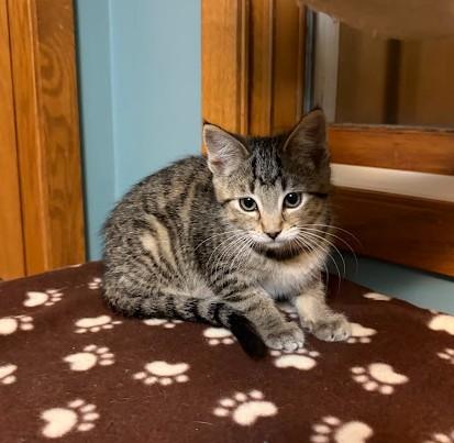 Enlarge Finch, a Adoptable Domestic Short Hair in Andover, MN image 5/6
