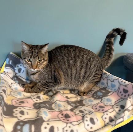 Finch, Adoptable, Kitten Female Domestic Short Hair.