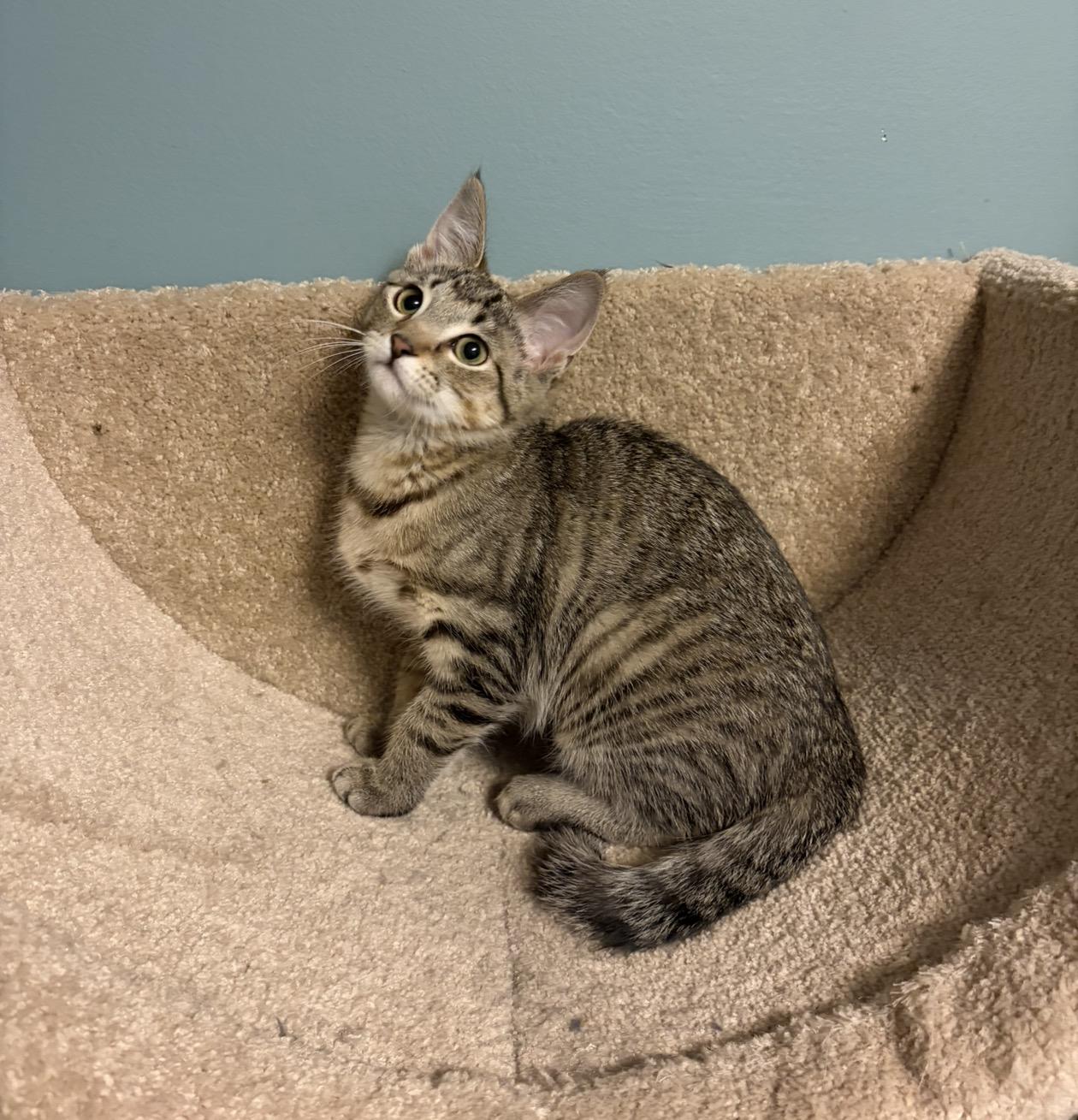 Enlarge Finch, a Adoptable Domestic Short Hair in Andover, MN image 3/6