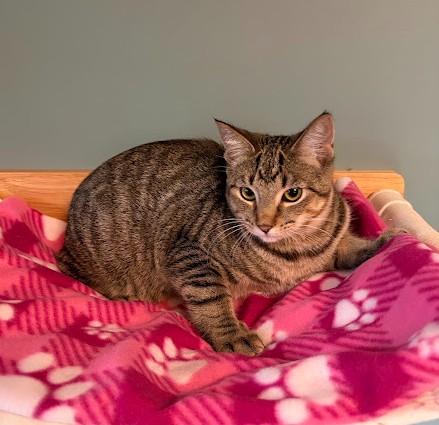 Enlarge Finch, a Adoptable Domestic Short Hair in Andover, MN image 2/6