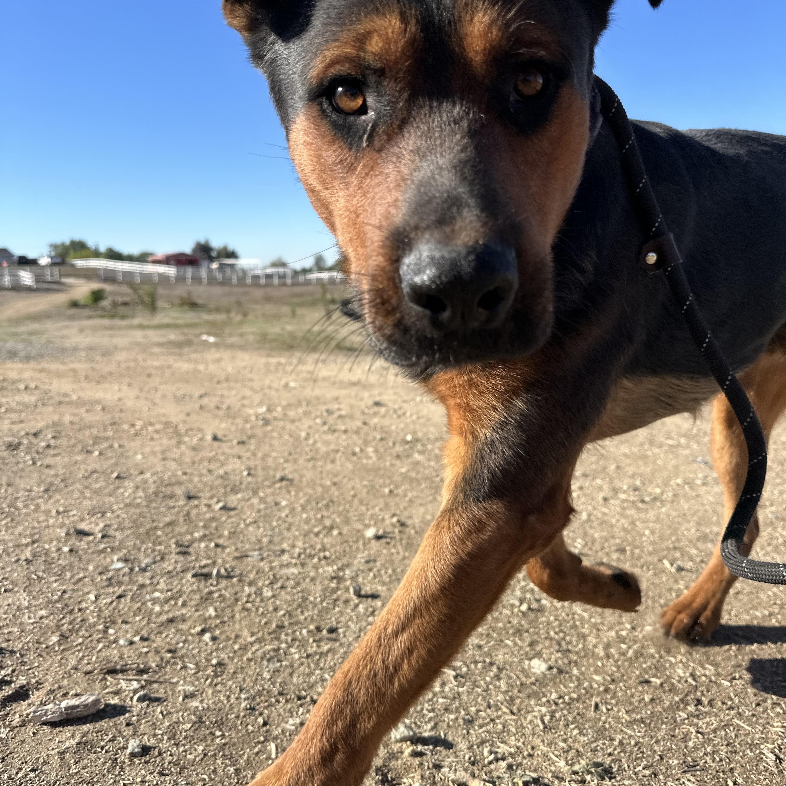 Cappuccino, a Adoptable mixed breed in Winchester, CA image 3/3