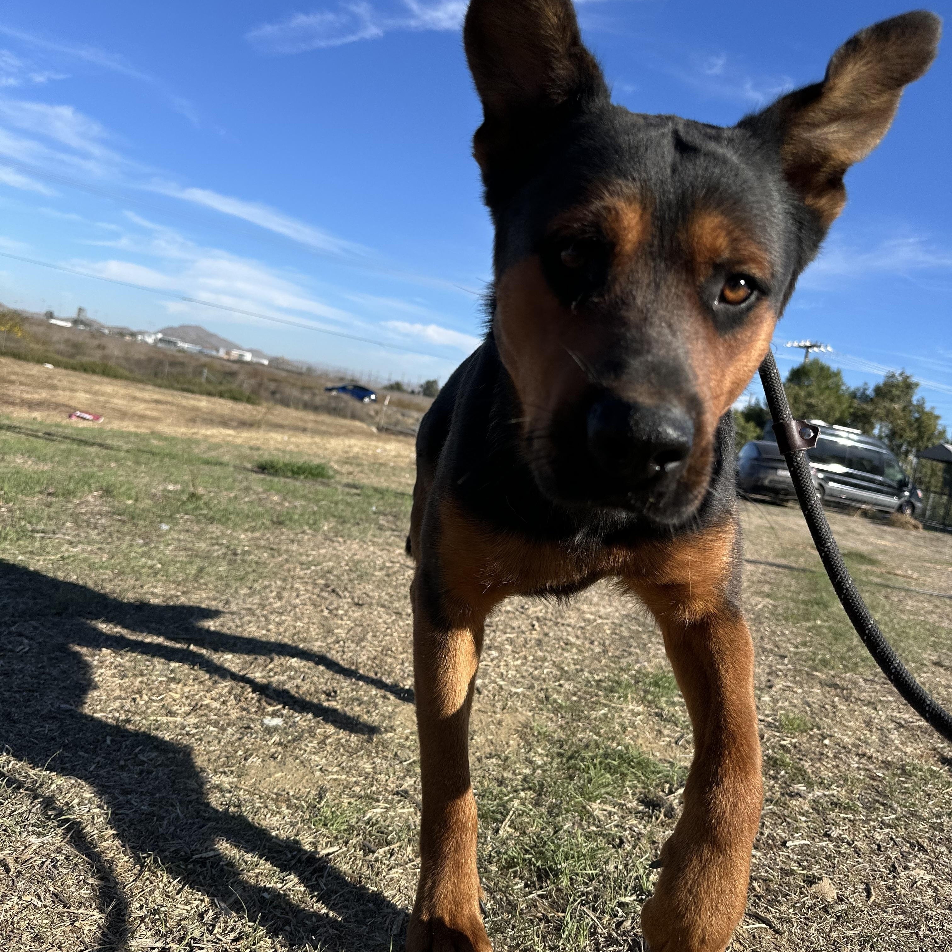 Cappuccino, Adoptable, Adult Male Rottweiler.