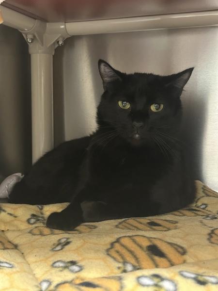 Enlarge Ribbons, a Adoptable mixed breed in Vancouver, WA image 1/2