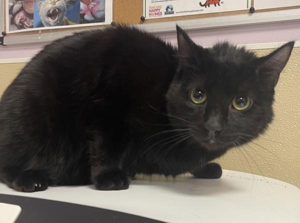 Enlarge Ribbons, a Adoptable mixed breed in Vancouver, WA image 2/2