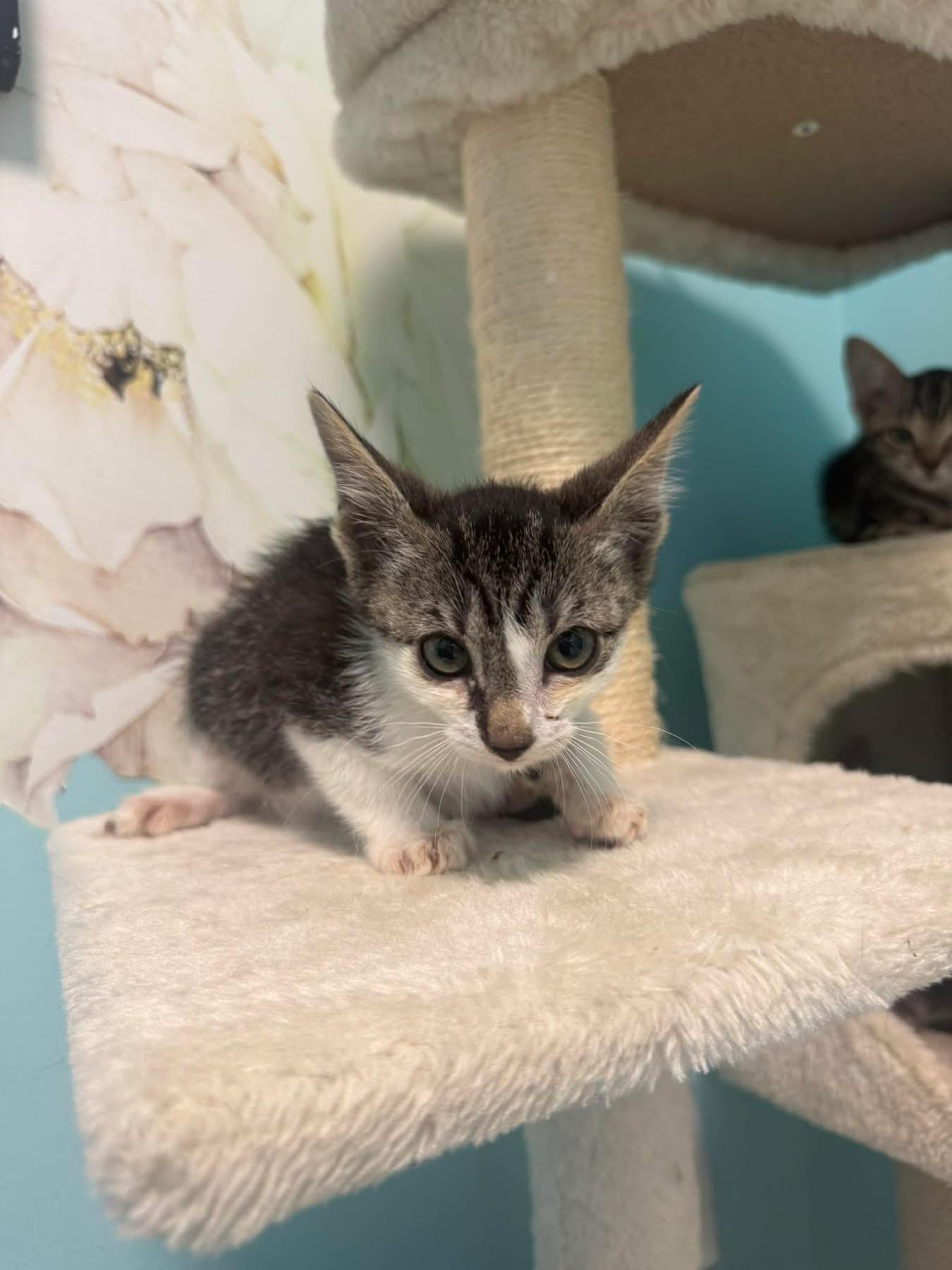 Sauvignon Blanc, adopted, Young Male Domestic Short Hair.