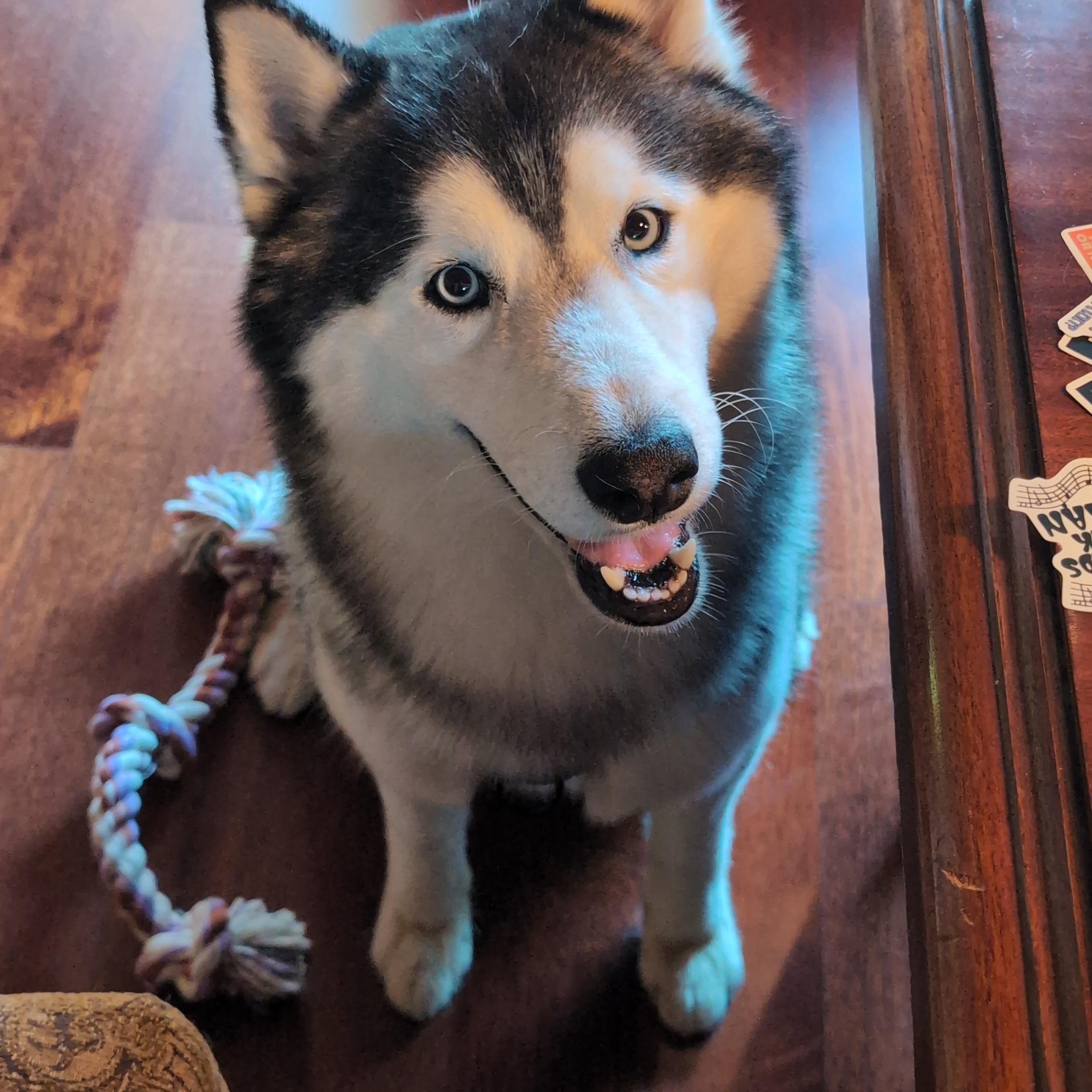 Enlarge Puff, a Adoptable Siberian Husky in Vancouver, WA image 3/6