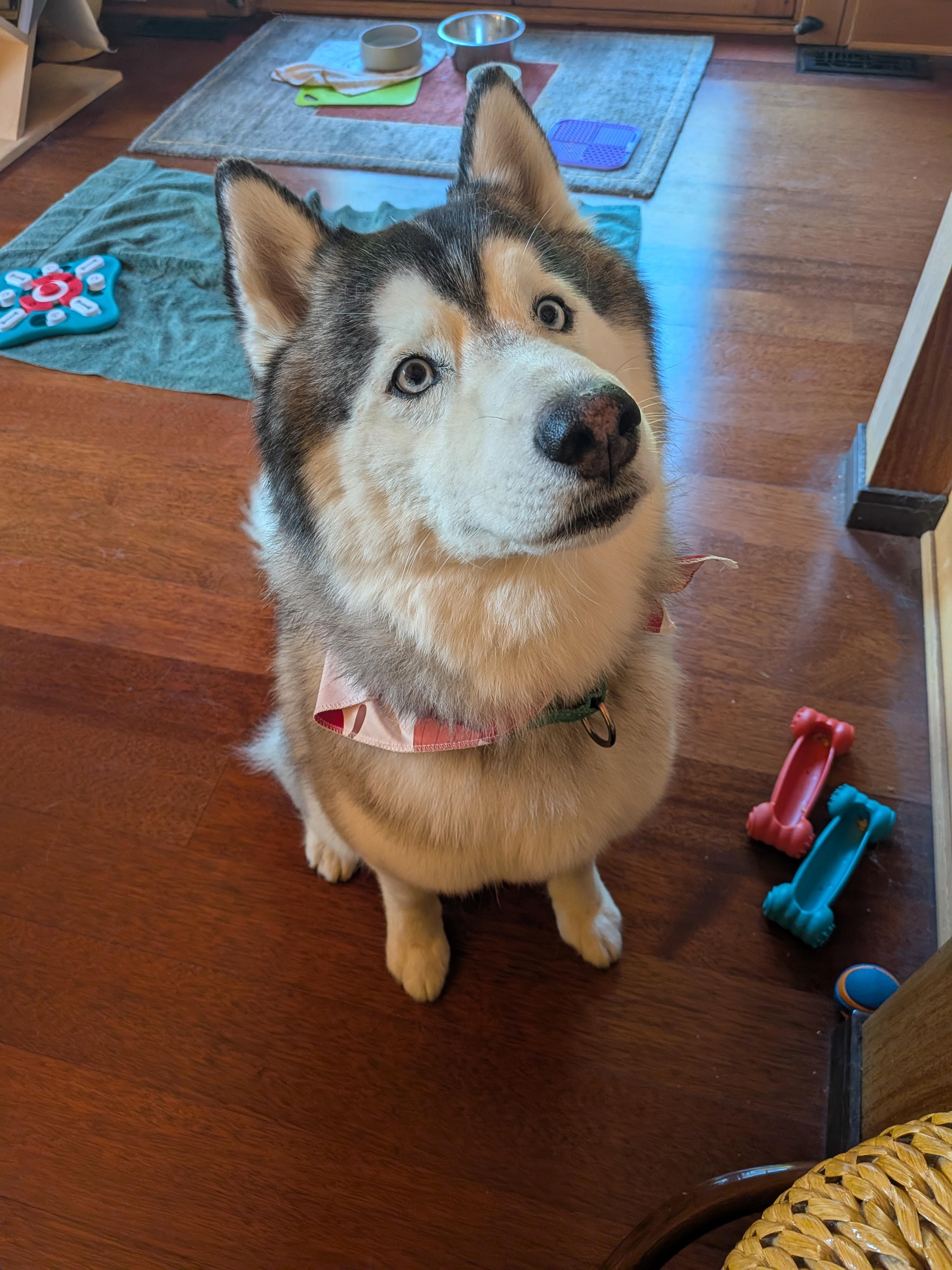 Enlarge Puff, a Adoptable Siberian Husky in Vancouver, WA image 5/6