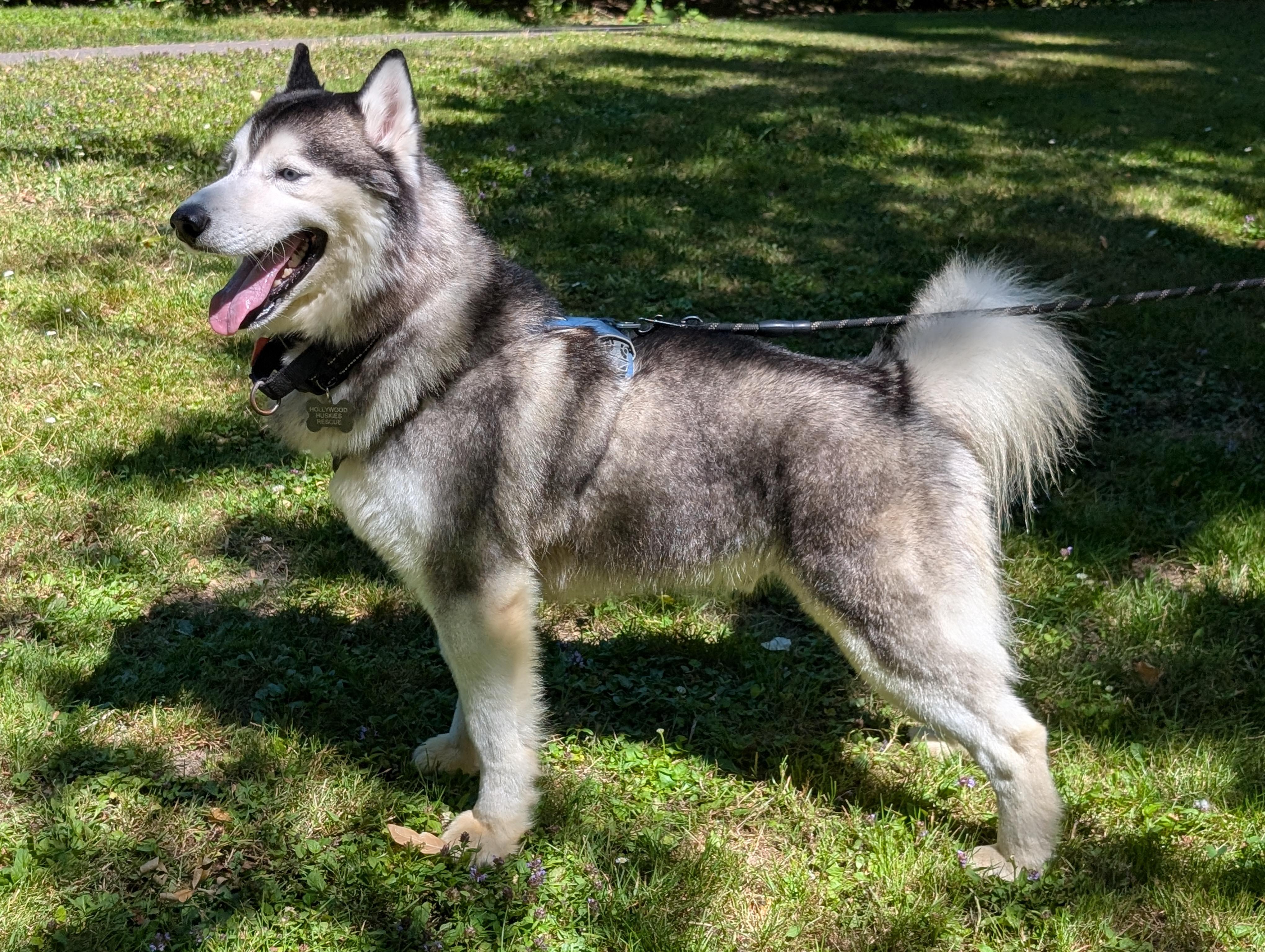 Enlarge Puff, a Adoptable Siberian Husky in Vancouver, WA image 1/6