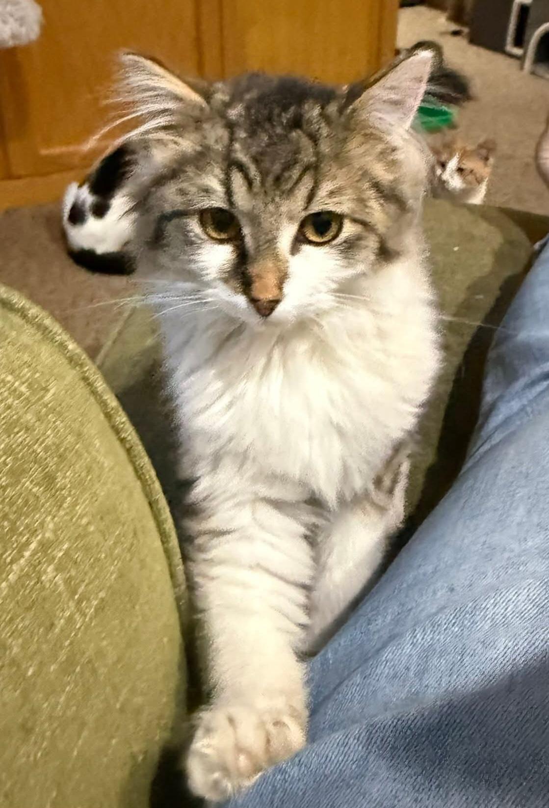 Milo, adopted, Kitten Male Domestic Long Hair.