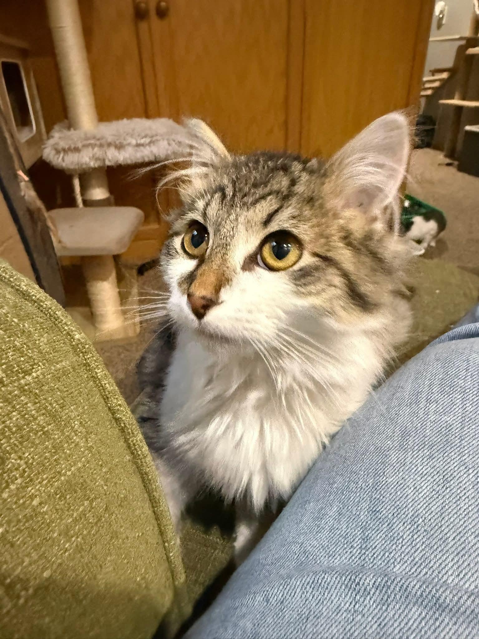 Enlarge Milo, an adopted mixed breed in Sioux City, IA image 5/6