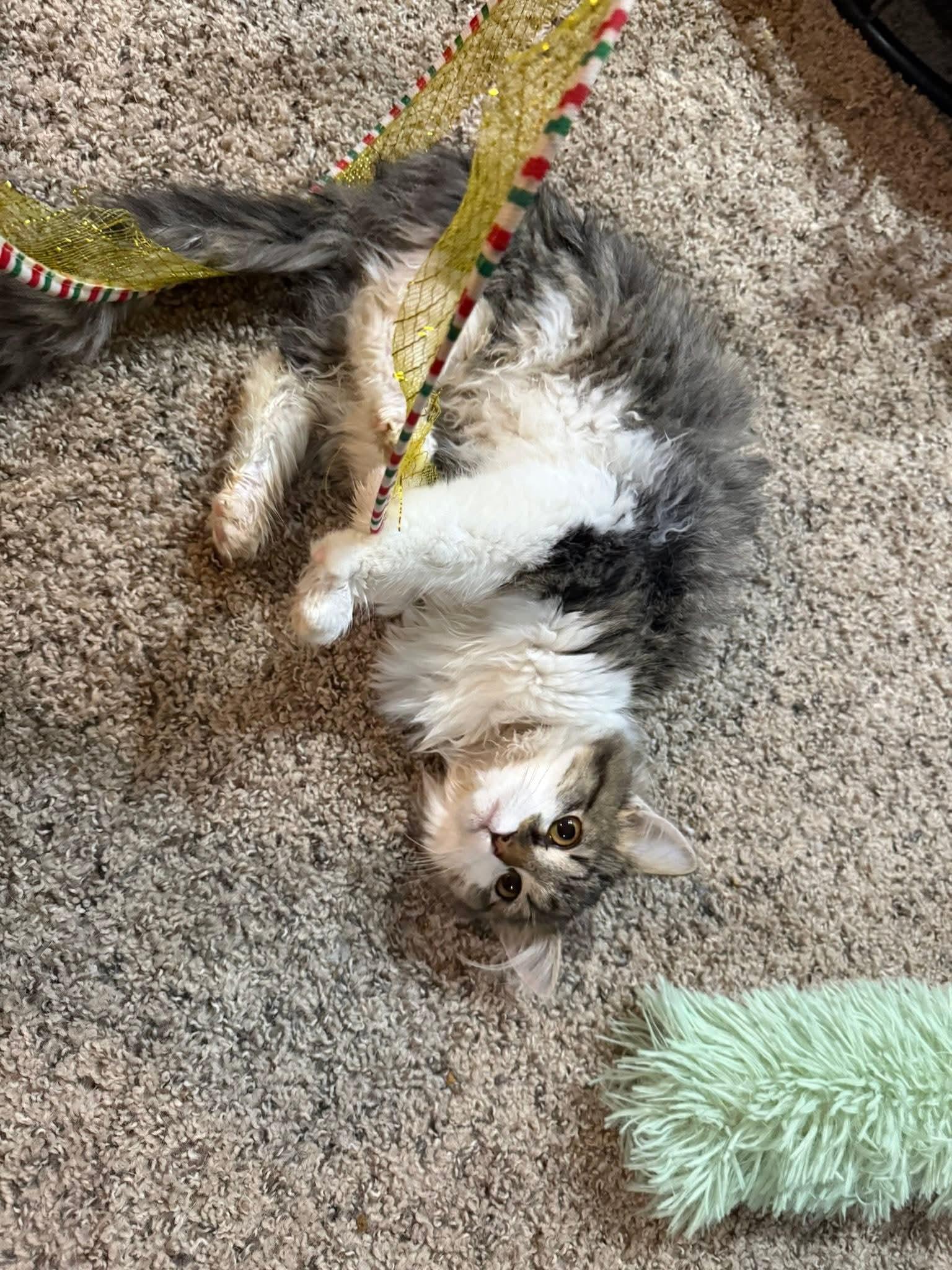 Enlarge Milo, an adopted mixed breed in Sioux City, IA image 3/6