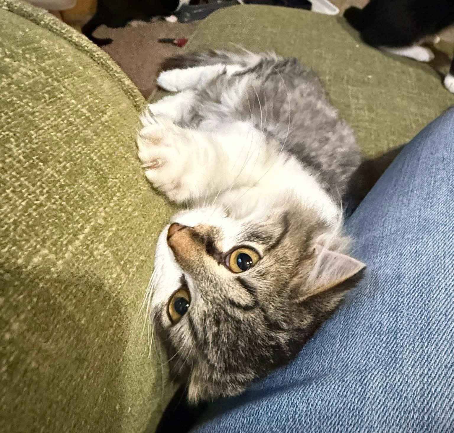 Enlarge Milo, an adopted mixed breed in Sioux City, IA image 4/6