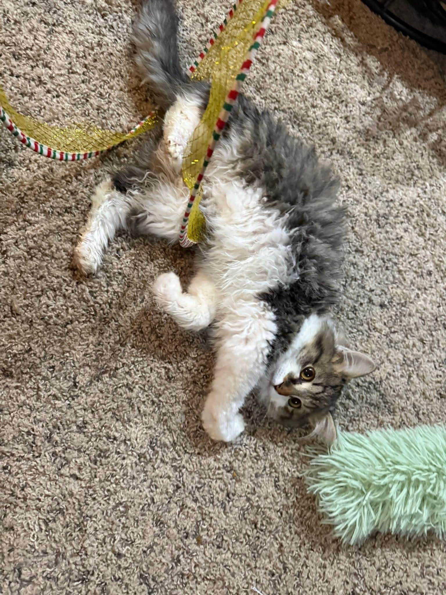 Enlarge Milo, an adopted mixed breed in Sioux City, IA image 6/6