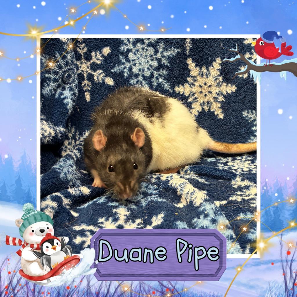 Duane Pipe, Adoptable, Young Female Rat.