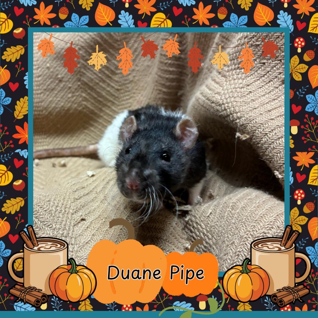 Enlarge Duane Pipe, a Adoptable Rat in Elizabethtown, KY image 1/2