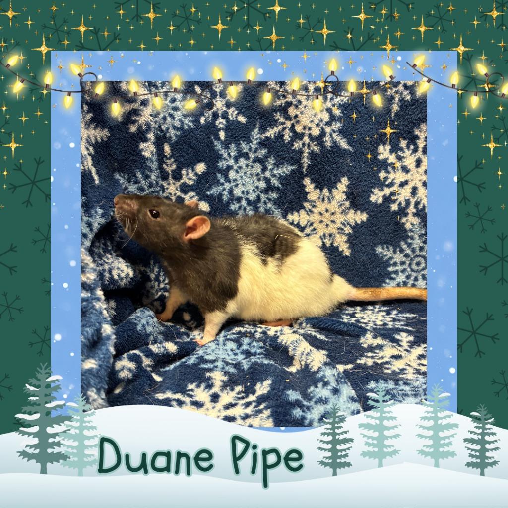 Enlarge Duane Pipe, a Adoptable Rat in Elizabethtown, KY image 3/5