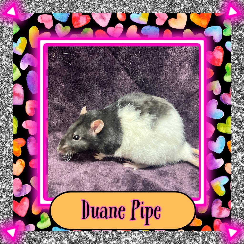 Enlarge Duane Pipe, a Adoptable Rat in Elizabethtown, KY image 4/5