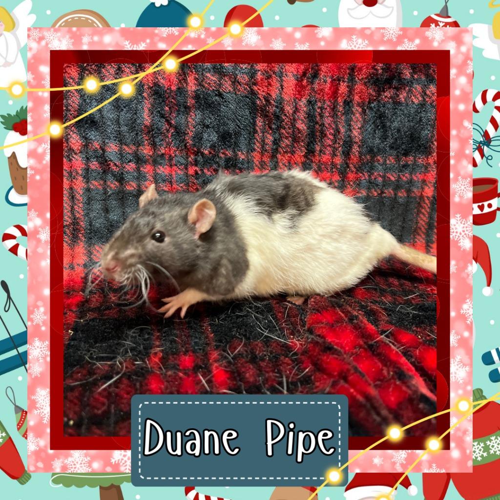 Enlarge Duane Pipe, a Adoptable Rat in Elizabethtown, KY image 2/2