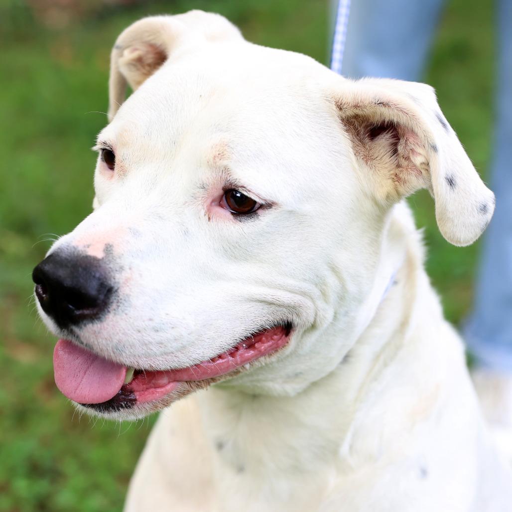 Jirby, Adoptable, Adult Male American Bulldog & Pit Bull Terrier.