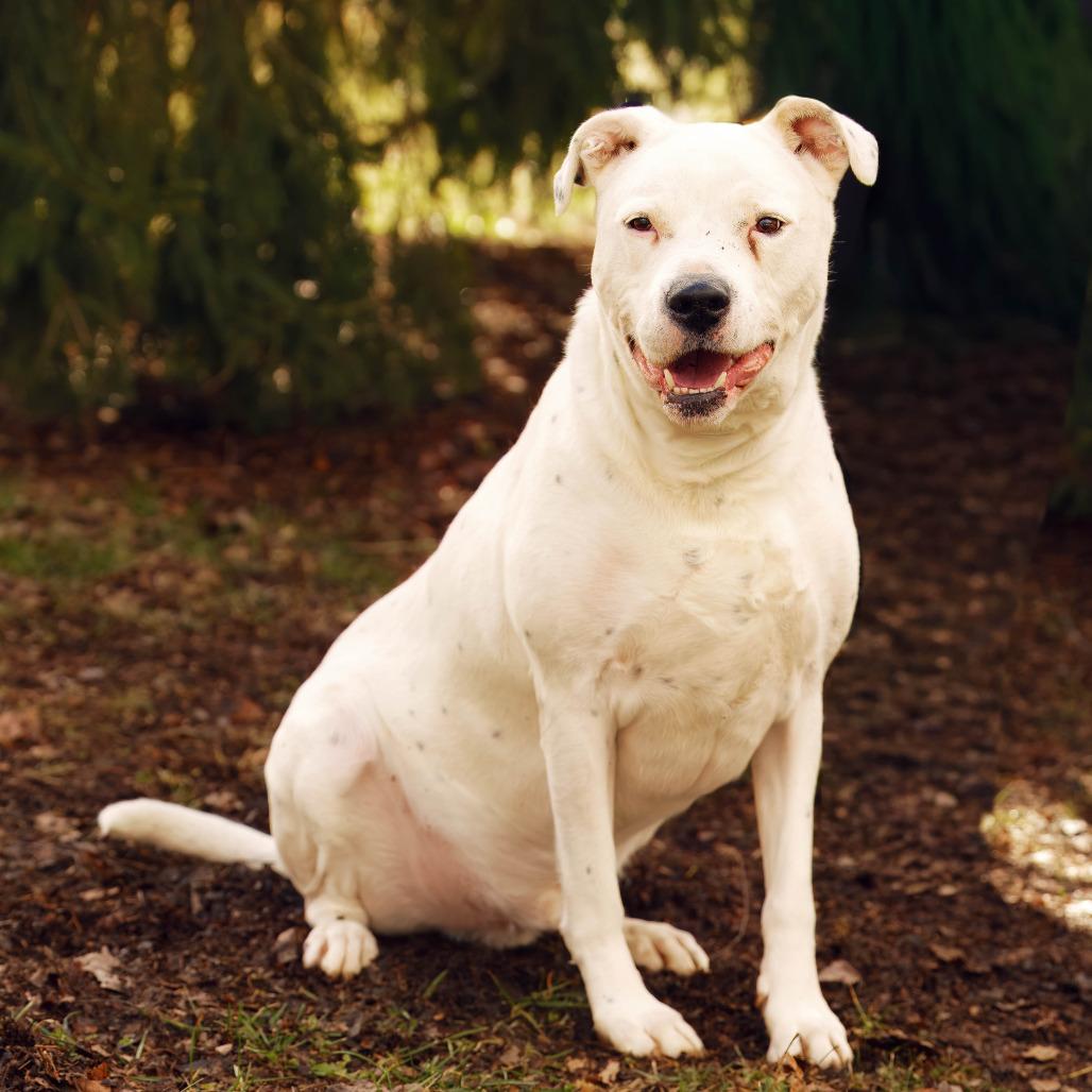 Enlarge Jirby, a Adoptable mixed breed in Versailles, KY image 2/5