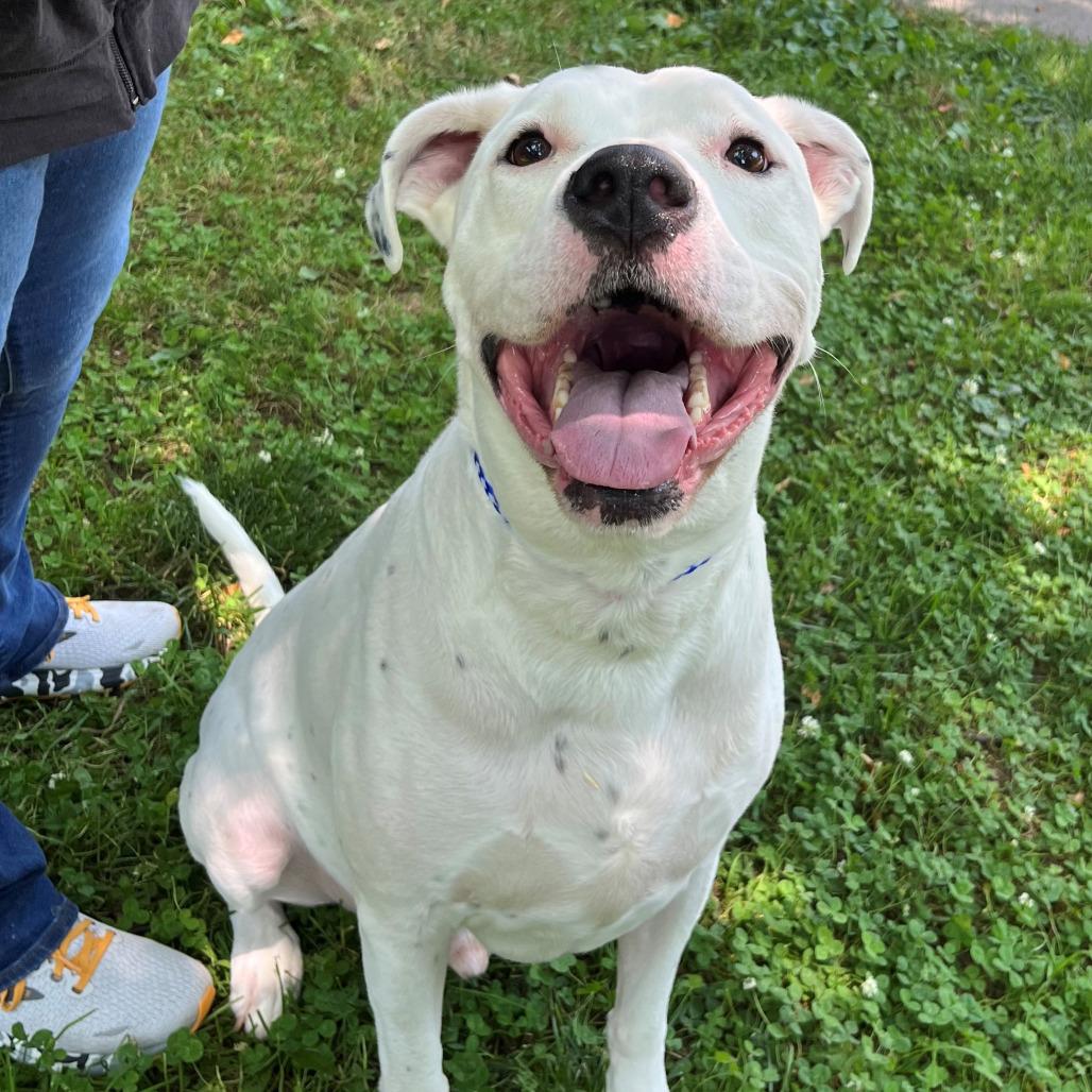 Enlarge Jirby, a Adoptable mixed breed in Versailles, KY image 3/5