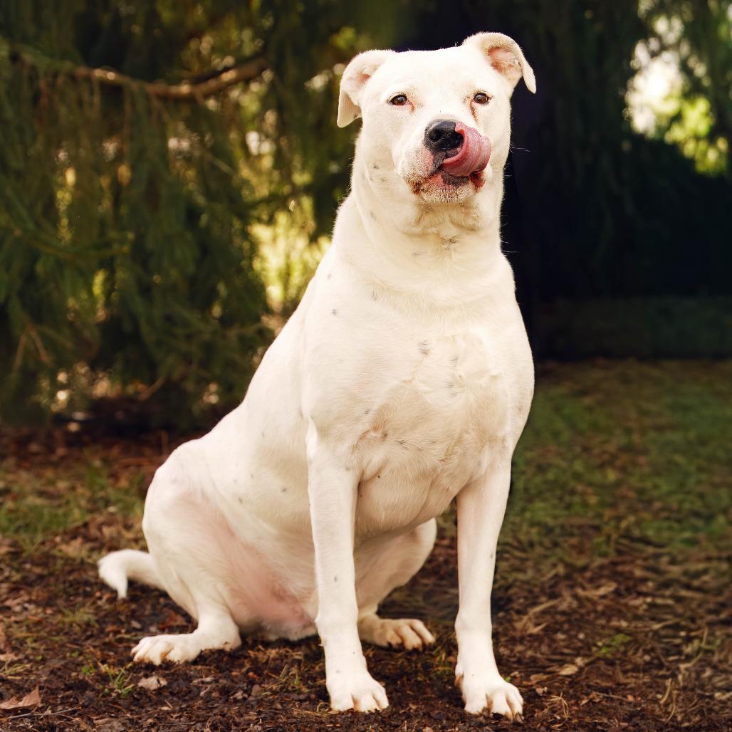 Enlarge Jirby, a Adoptable mixed breed in Versailles, KY image 4/5