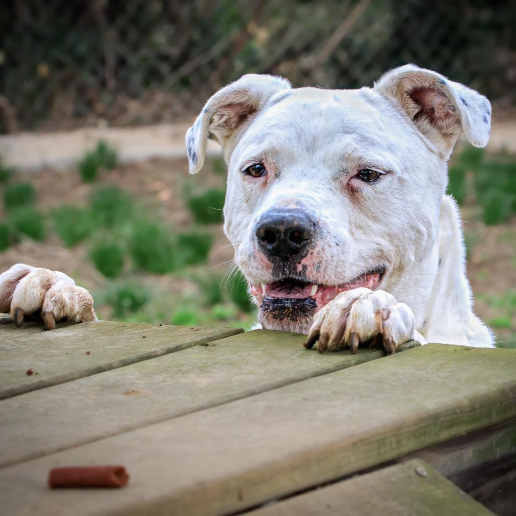 Enlarge Jirby, a Adoptable mixed breed in Versailles, KY image 5/5