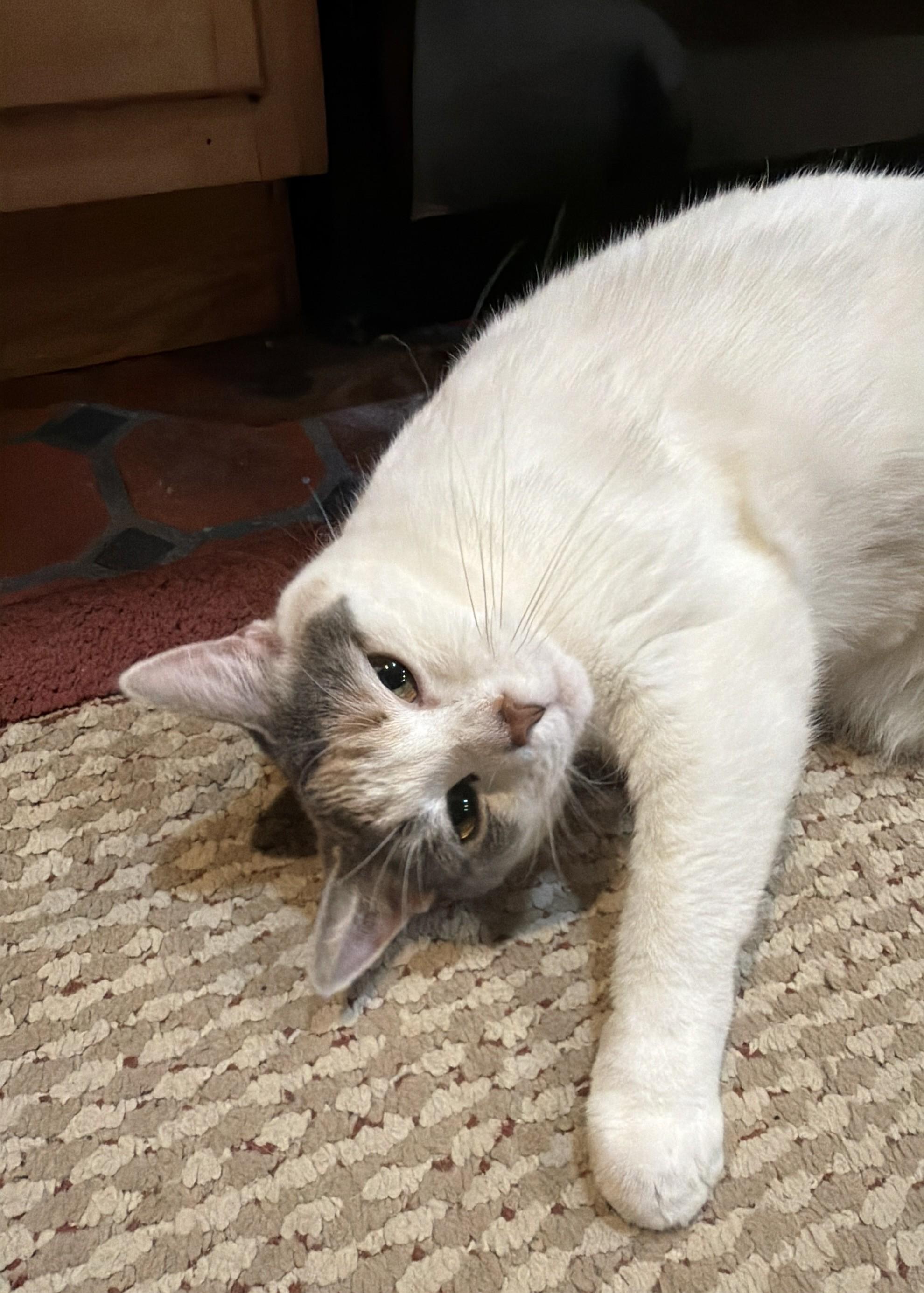 Enlarge Mia, a ADOPTABLE Dilute Calico in Franklinville, NJ image 1/2