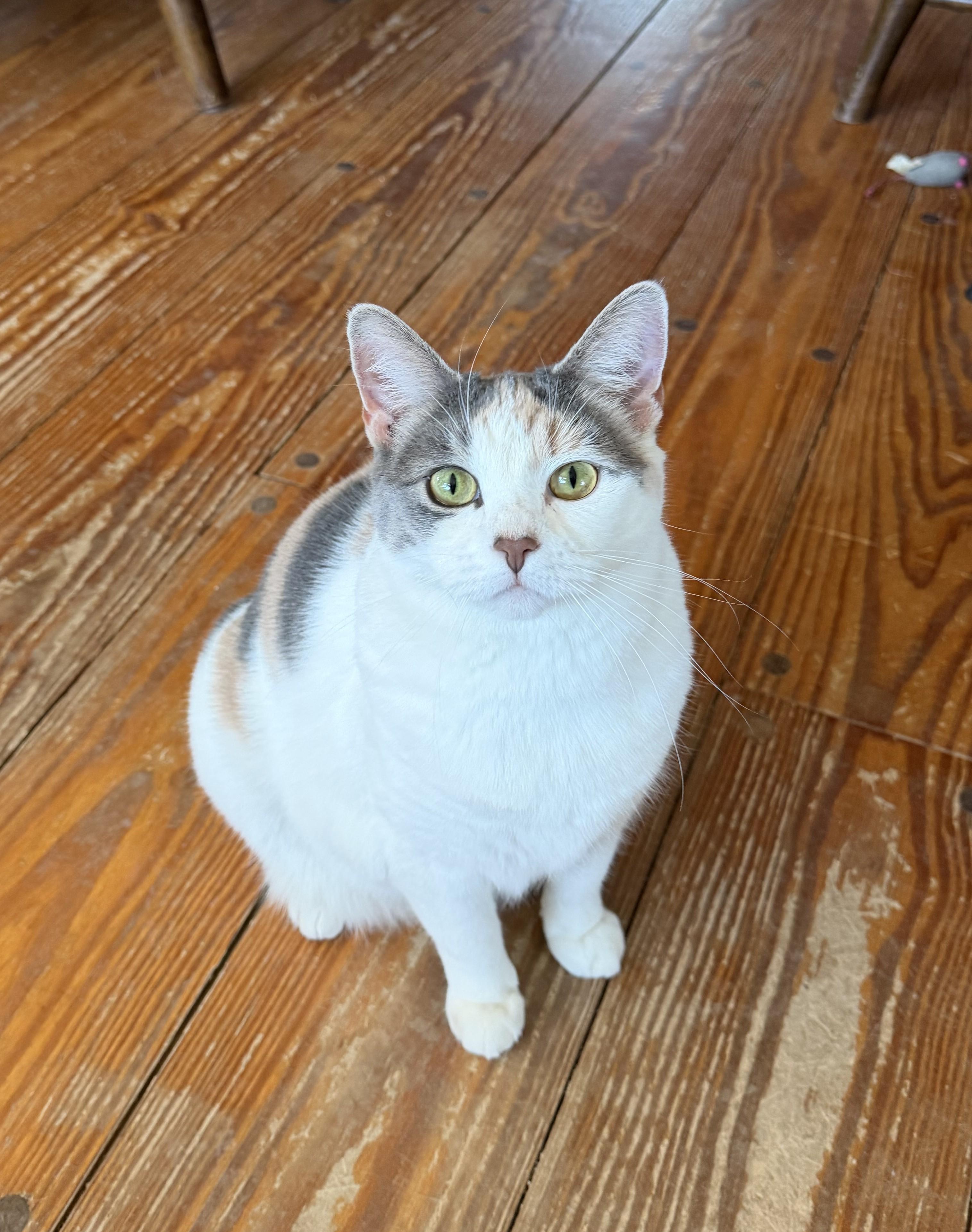 Enlarge Mia, a ADOPTABLE Dilute Calico in Franklinville, NJ image 2/2
