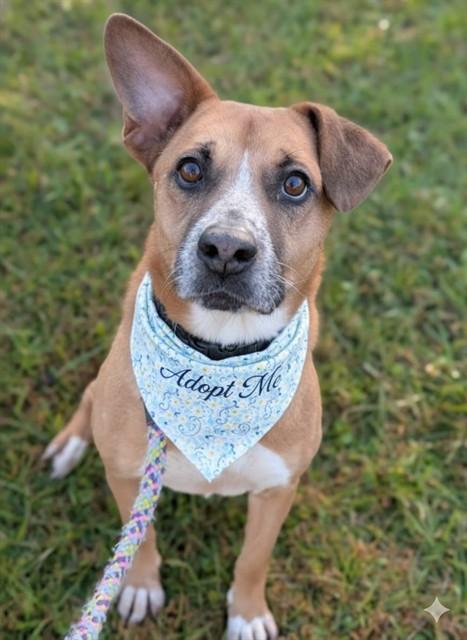 ROXANNE, Adoptable, Adult Female Mixed Breed.