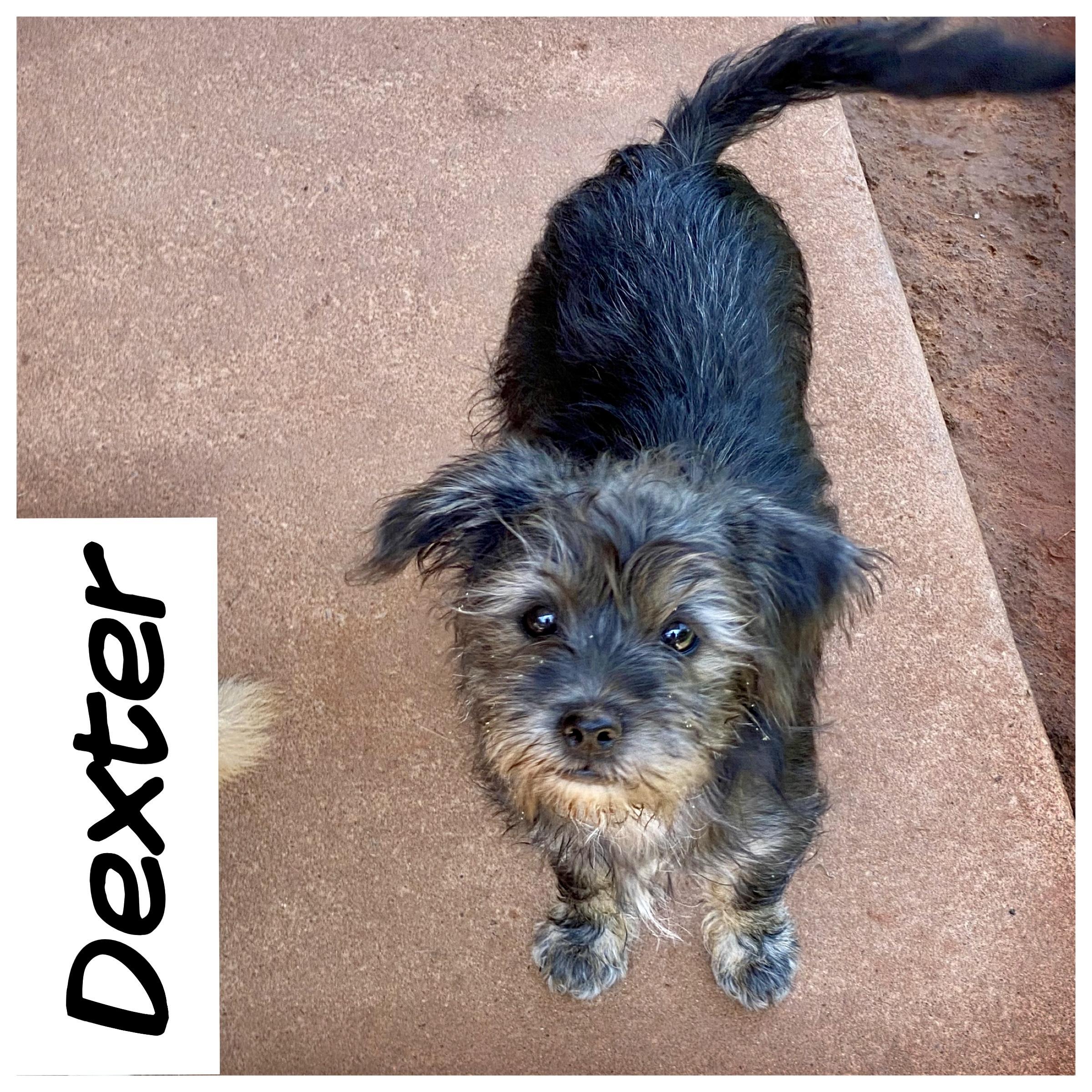 Enlarge Dexter, a ADOPTABLE mixed breed in Edmond, OK image 2/3