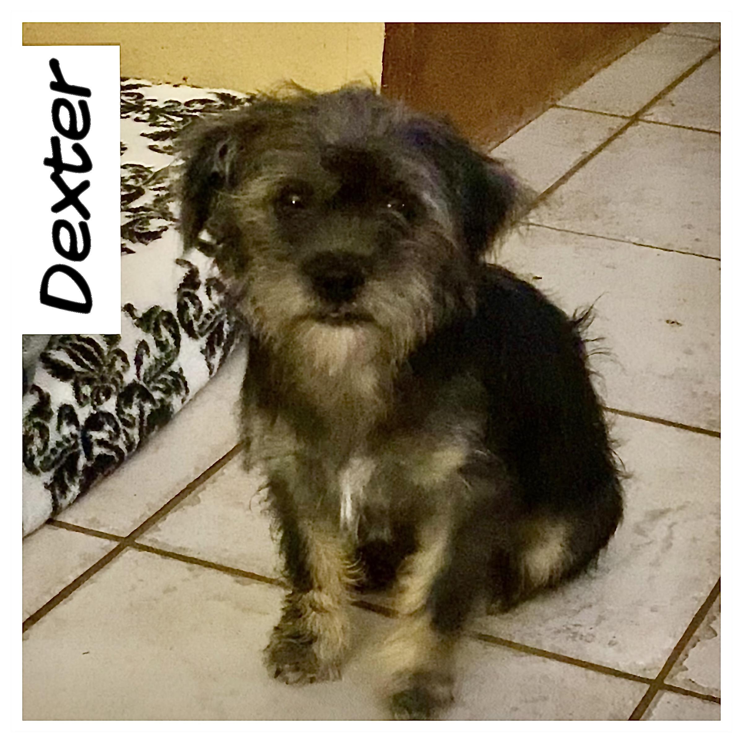Dexter, ADOPTABLE, Puppy Male Shih Tzu & Chihuahua.